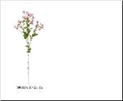 <h4>AF Matricaria spray L65cm pink</h4>