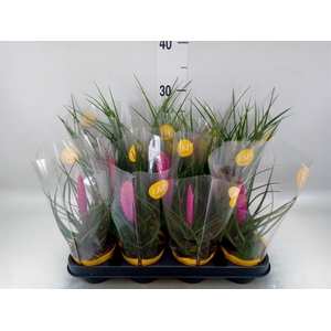 Tillandsia  ...mix