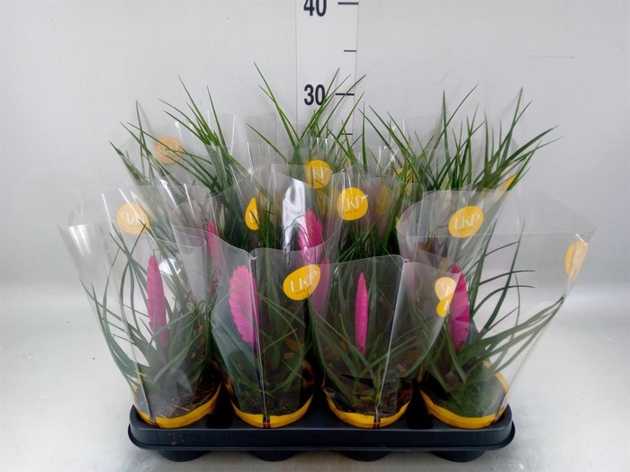 <h4>Tillandsia  ...mix</h4>