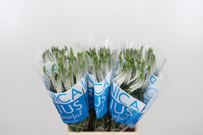 <h4>Veron Smart Luna Wit</h4>