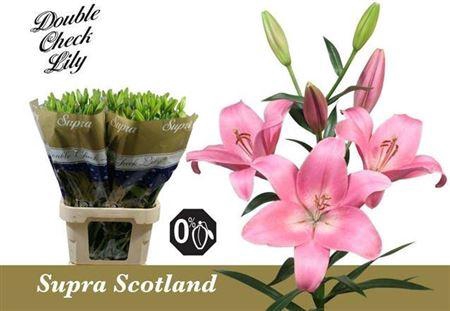 <h4>Li La Scotland 5+</h4>