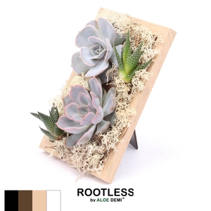 ROOTLESS Succulent, Photo frame