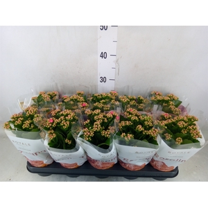 Kalanchoe blos. 'RosDon Nando'
