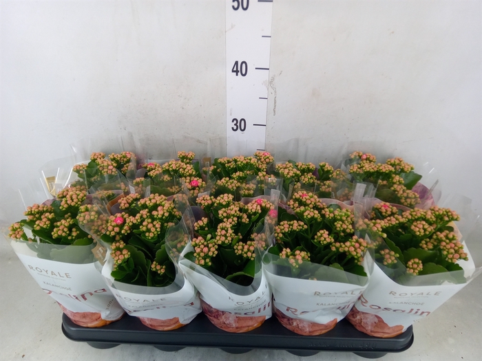 <h4>Kalanchoe blos. 'RosDon Nando'</h4>