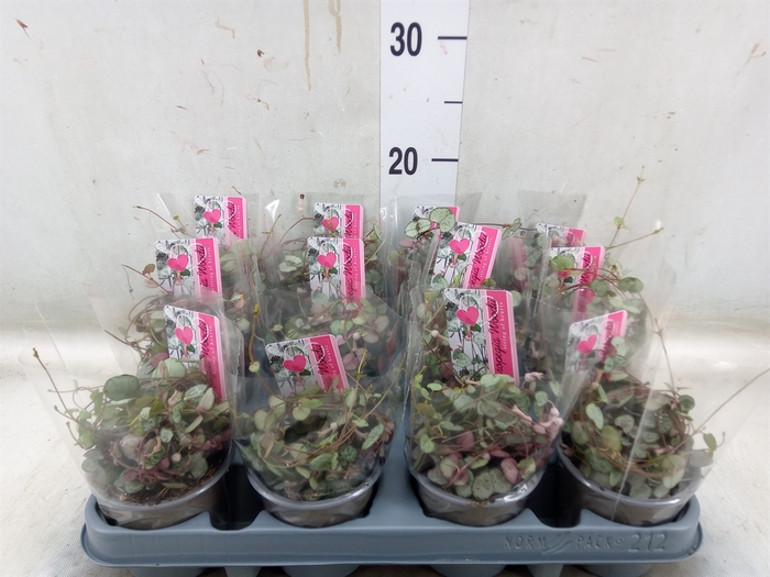 <h4>Ceropegia woodii 'Silver Glory'</h4>