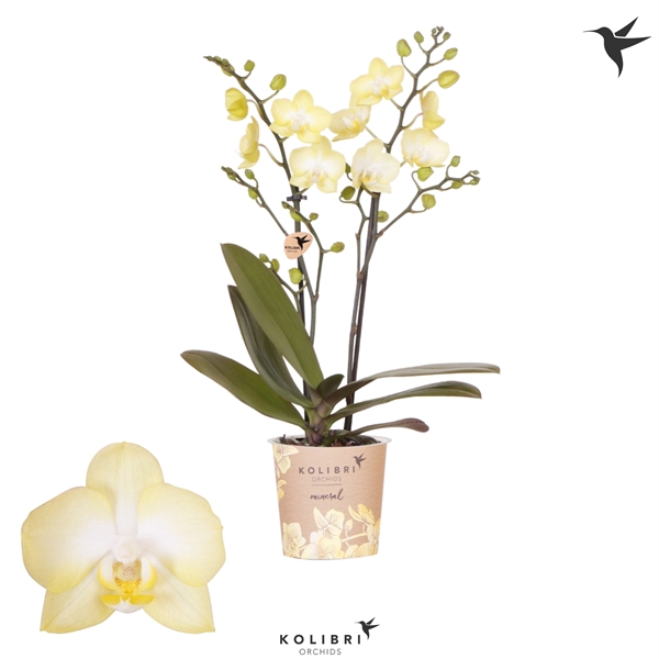 <h4>Kolibri Orchids Phalaenopsis Colombia 2 spike</h4>