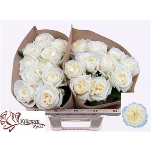 Rosa a grande fleur Chic White!