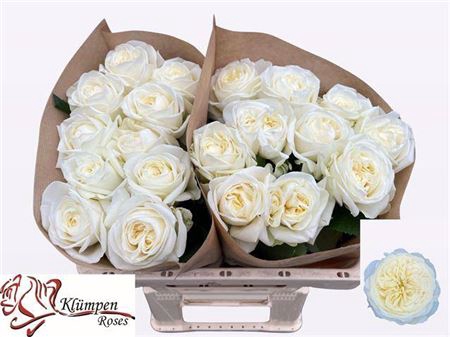 <h4>Rosa a grande fleur Chic White!</h4>