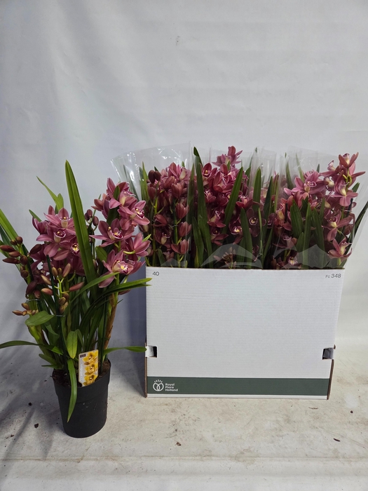 <h4>CYMB OVERIG</h4>