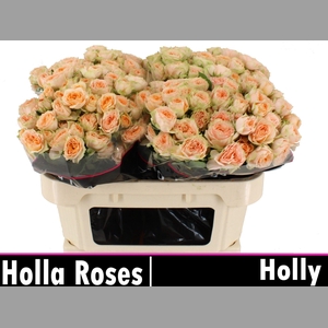 R TR HOLLY