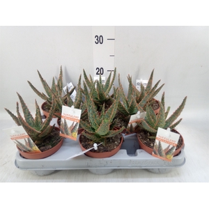 Aloe   ...