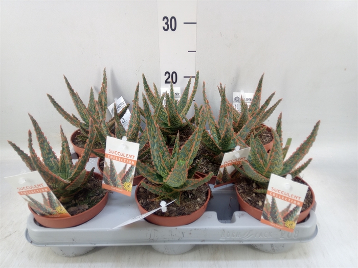 <h4>Aloe   ...</h4>