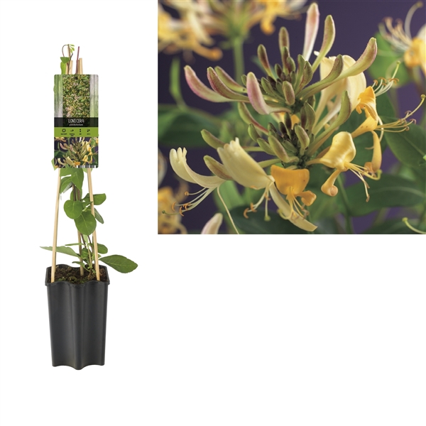 <h4>Lonicera periclymenum +light label</h4>