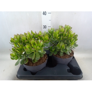 Crassula  'Minova Magic'