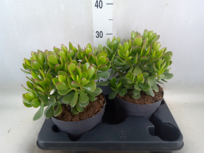 <h4>Crassula  'Minova Magic'</h4>