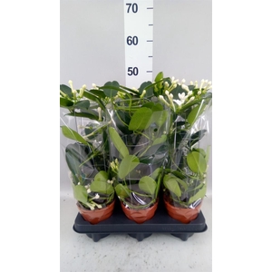Stephanotis floribunda   ...