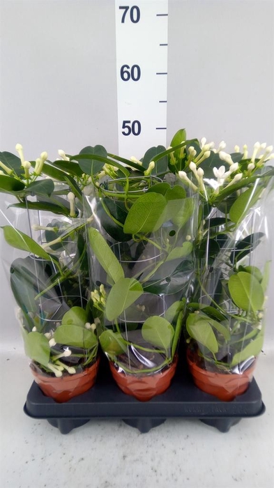 <h4>Stephanotis floribunda   ...</h4>