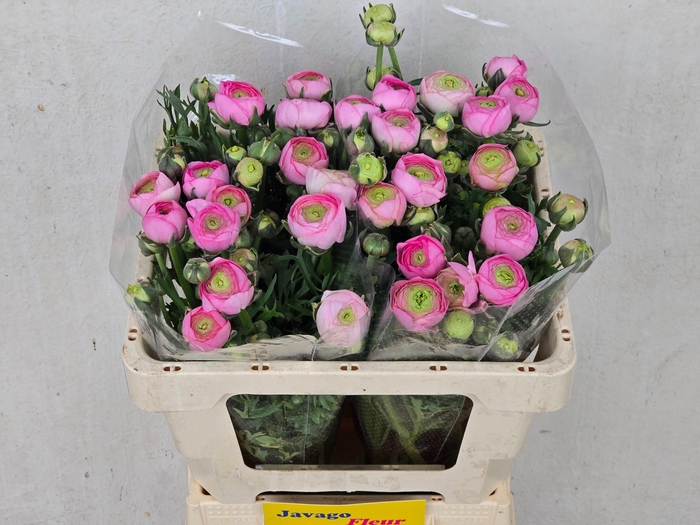 <h4>RAN AAZUR LI PINK</h4>