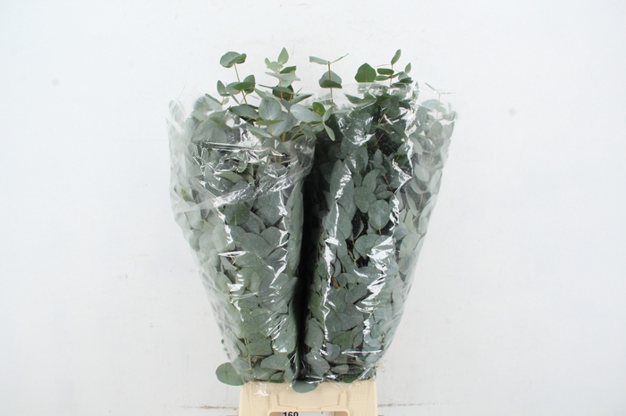 <h4>EUC CINEREA 200GR</h4>