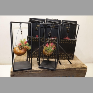 Till Shelly - Epiphyte Collection