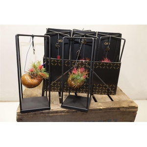 arr8 Till Shelly - Epiphyte Collection