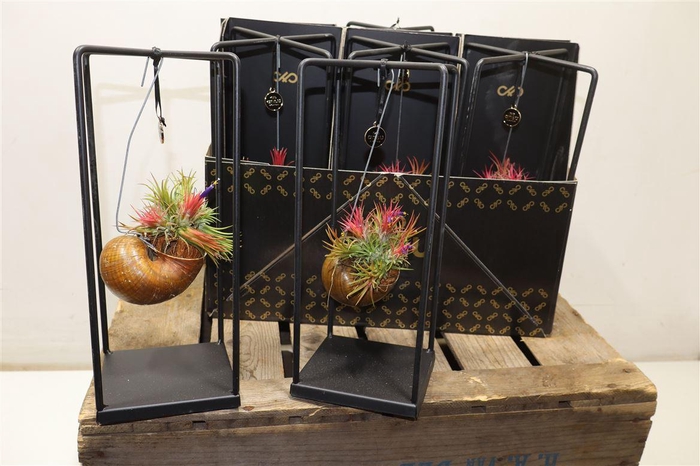 <h4>Till Shelly - Epiphyte Collection</h4>