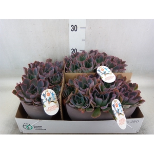 Echeveria   ...