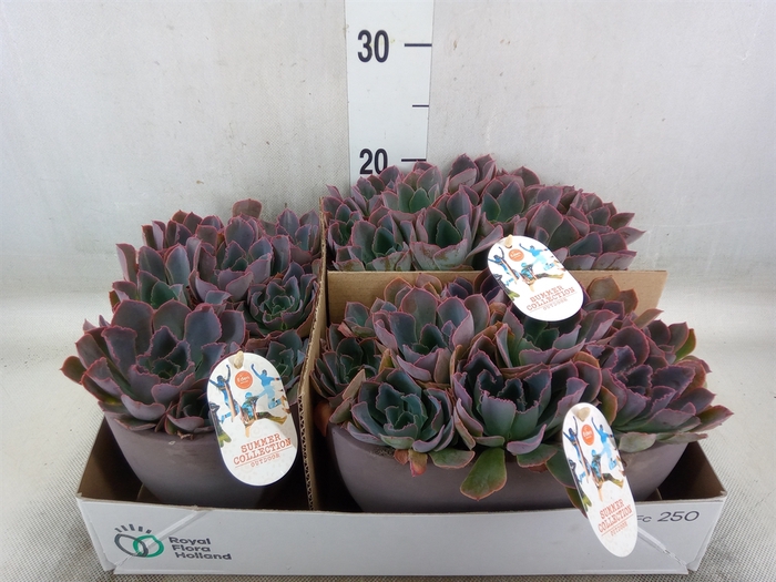 <h4>Echeveria   ...</h4>