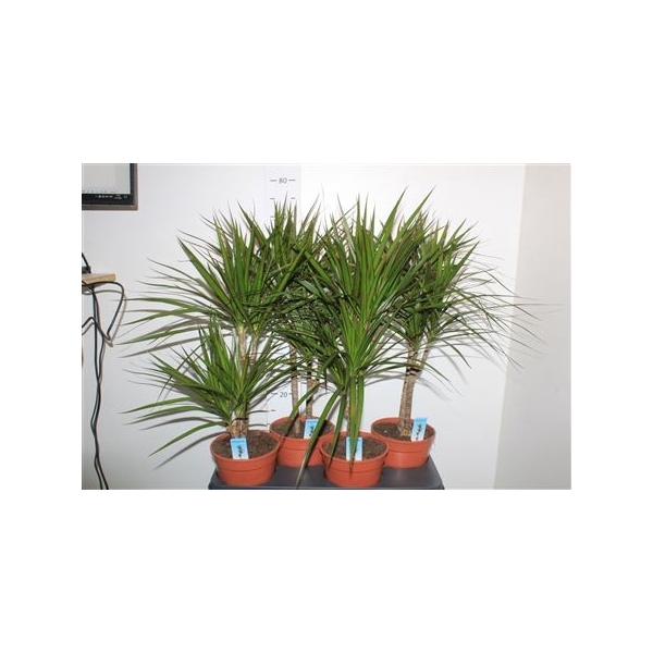 <h4>Dra Marginata 30-10 Cm</h4>