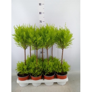 Cupressus macro. 'Goldcrest Wilma'