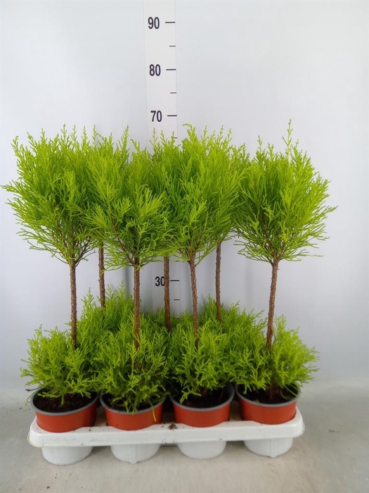 <h4>Cupressus macro. 'Goldcrest Wilma'</h4>