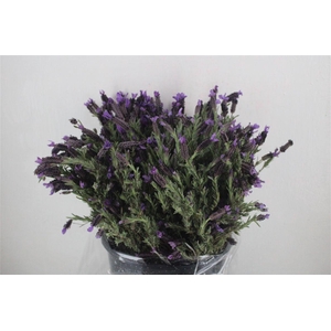 Lavendel Fresh P Bunch