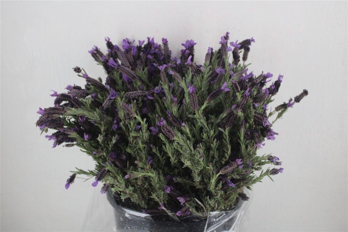 <h4>Lavendel Fresh P Bunch</h4>