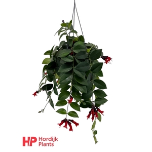 Aeschynanthus 'Mona Lisa'; bloeiend