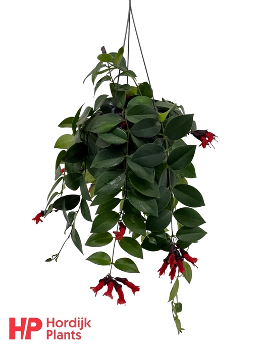 <h4>Aeschynanthus 'Mona Lisa'; bloeiend</h4>