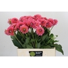 Dahlia Pink Runner