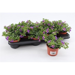 Calibrachoa Rave Blue Striped