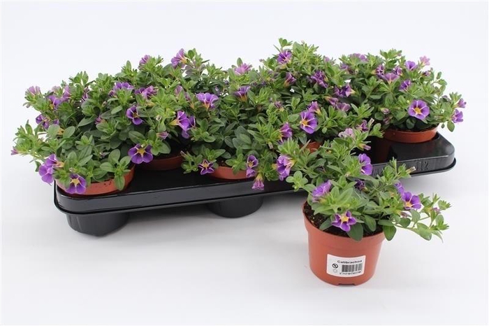 <h4>Calibrachoa Rave Blue Striped</h4>