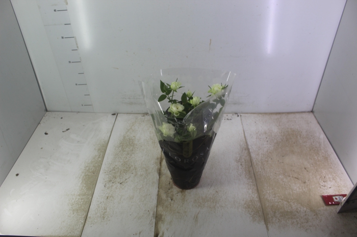 <h4>ROSEIRA MINI P13</h4>