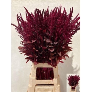 Amaranthus Cr Velvet 80cm