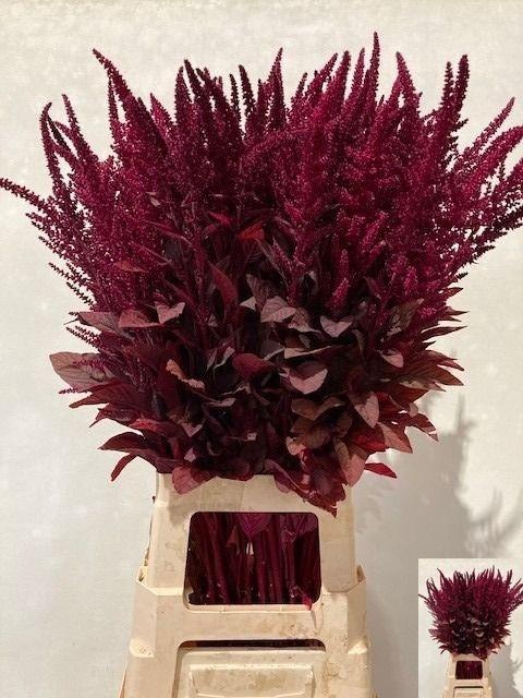 <h4>Amaranthus Cr Velvet 80cm</h4>
