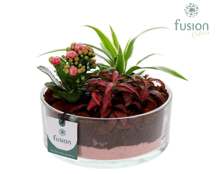 <h4>Glazen cilinderschaal met Arrangement</h4>