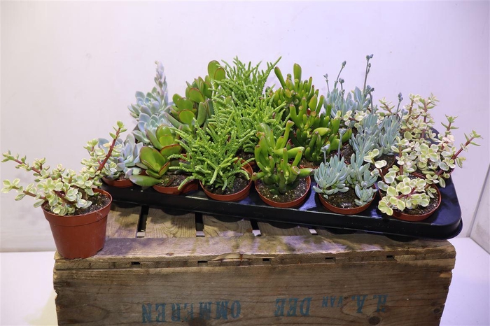 <h4>Succ Gem 6 Srt</h4>