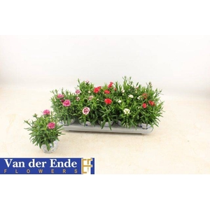 DIANTHUS OSCAR MIX P12