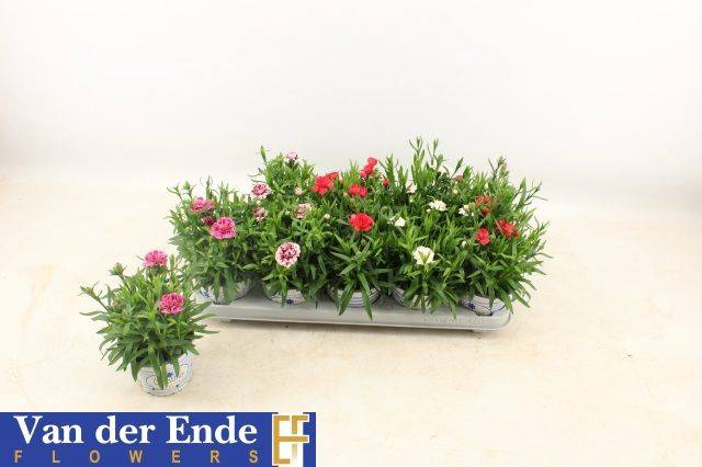 <h4>DIANTHUS OSCAR MIX P12</h4>
