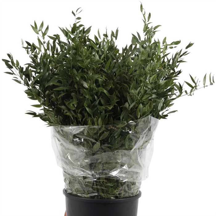 <h4>Ruscus Middel</h4>