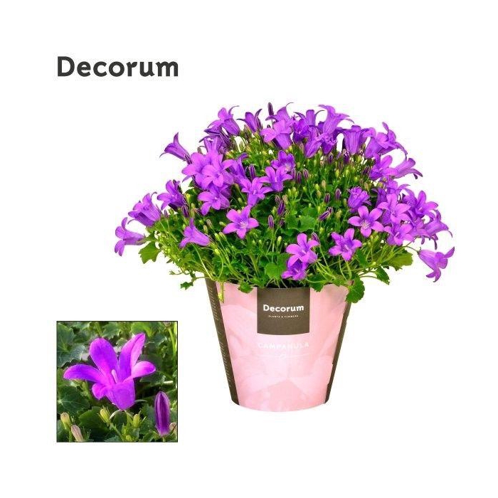 <h4>CAMP POR PORTO</h4>