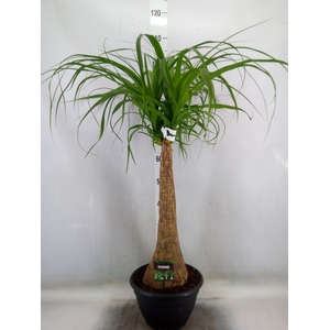 Beaucarnea recurvata