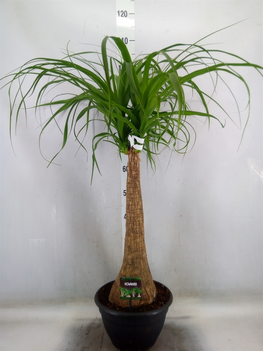 <h4>Beaucarnea recurvata</h4>