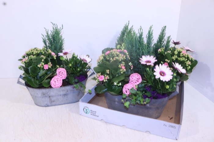 <h4>ARR TUINPLANTEN</h4>